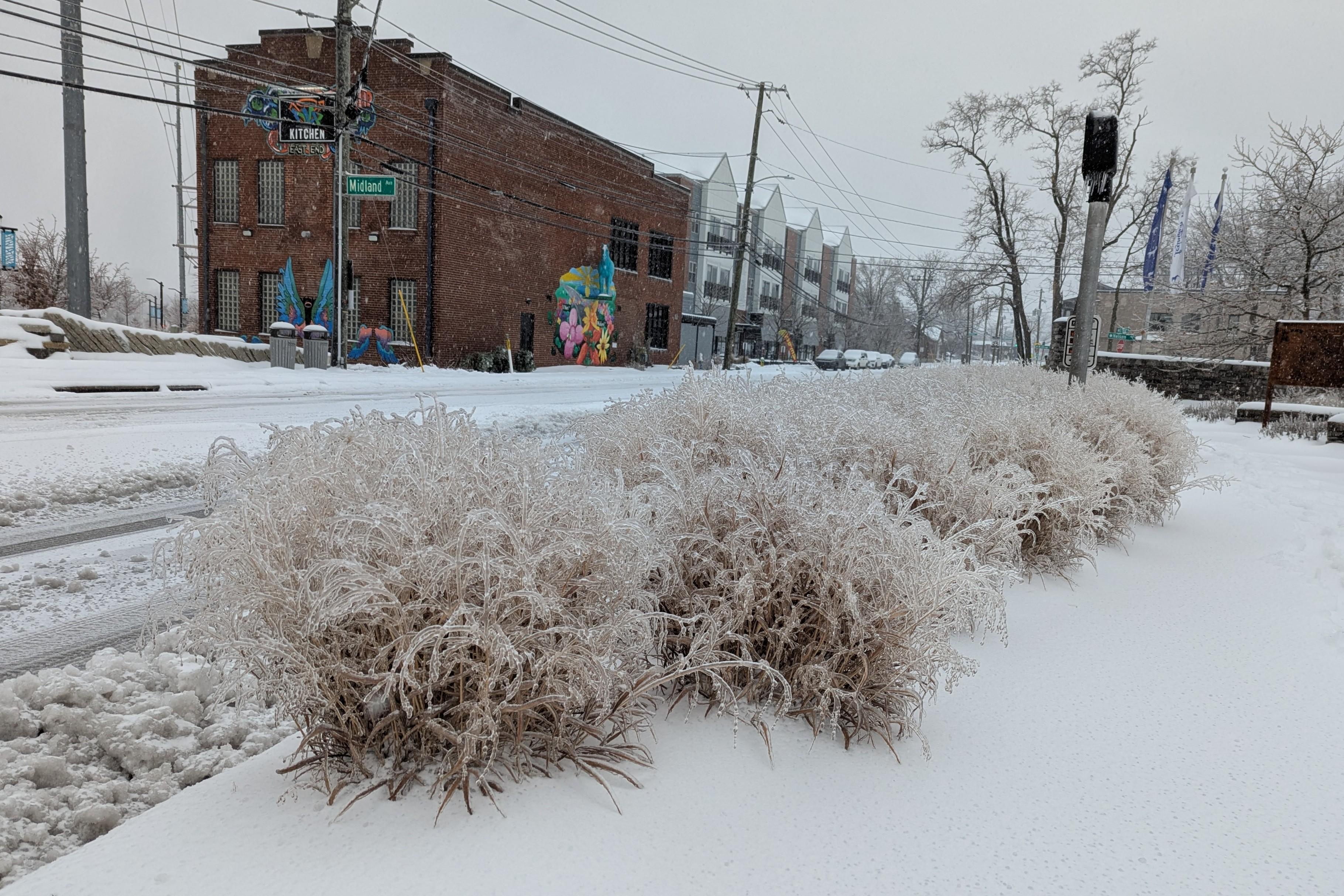 Photo of a group of ice-encrusted bushes at a crosswalk. A large brick building is visible in the background, and snow covers the sidewalk around the bushes.